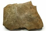 Cruziana (Fossil Trilobite Trackway) - Morocco #375321-1